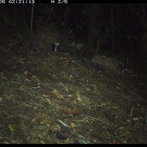 Antechinus sp. (genus) (Unidentified Antechinus) at Pappinbarra, NSW - 5 Dec 2024 by jonvanbeest