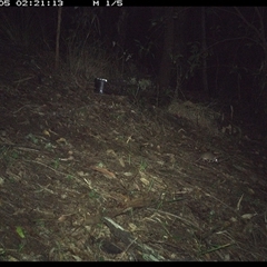 Antechinus sp. (genus) at Pappinbarra, NSW - 5 Dec 2024 02:21 AM