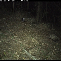 Tachyglossus aculeatus (Short-beaked Echidna) at Pappinbarra, NSW - 5 Dec 2024 by jonvanbeest