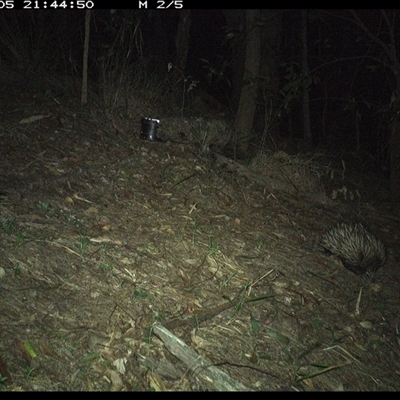 Tachyglossus aculeatus (Short-beaked Echidna) at Pappinbarra, NSW - 5 Dec 2024 by jonvanbeest