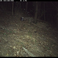 Antechinus sp. (genus) (Unidentified Antechinus) at Pappinbarra, NSW - 15 Dec 2024 by jonvanbeest