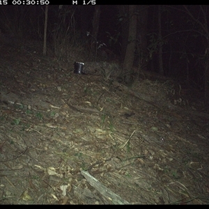 Antechinus sp. (genus) (Unidentified Antechinus) at Pappinbarra, NSW - 15 Dec 2024 by jonvanbeest