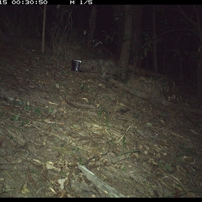 Antechinus sp. (genus) (Unidentified Antechinus) at Pappinbarra, NSW - 15 Dec 2024 by jonvanbeest