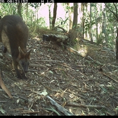 Wallabia bicolor (Swamp Wallaby) at Pappinbarra, NSW - 26 Dec 2024 by jonvanbeest