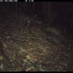 Rattus rattus at Pappinbarra, NSW - 3 Jan 2025 by jonvanbeest