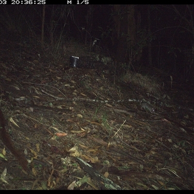 Rattus rattus at Pappinbarra, NSW - 3 Jan 2025 by jonvanbeest