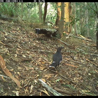 Strepera graculina (Pied Currawong) at Pappinbarra, NSW - 9 Jan 2025 by jonvanbeest