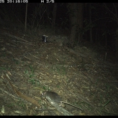 Rattus (genus) (A native or introduced Rattus species) at Pappinbarra, NSW - 25 Jan 2025 by jonvanbeest