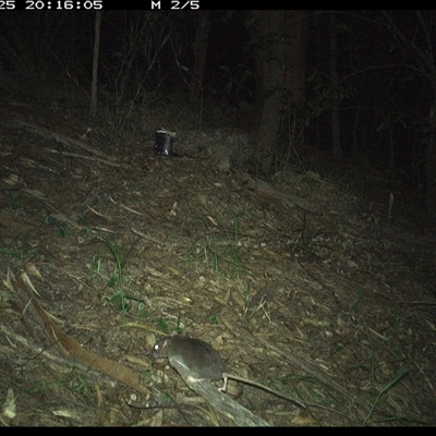 Rattus (genus) (A native or introduced Rattus species) at Pappinbarra, NSW - 25 Jan 2025 by jonvanbeest