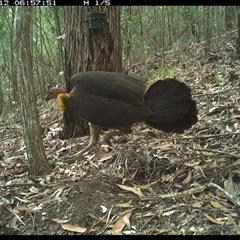 Alectura lathami (Australian Brush-turkey) at Pappinbarra, NSW - 12 Oct 2024 by jonvanbeest