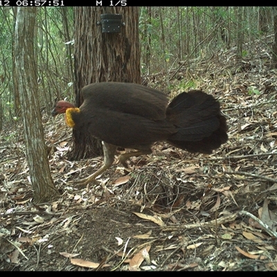 Alectura lathami (Australian Brush-turkey) at Pappinbarra, NSW - 12 Oct 2024 by jonvanbeest