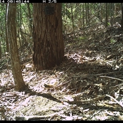 Rhipidura rufifrons (Rufous Fantail) at Pappinbarra, NSW - 14 Oct 2024 by jonvanbeest