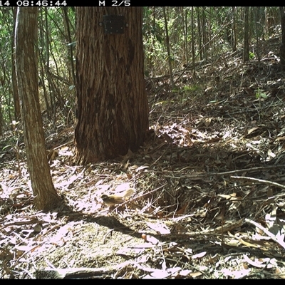 Rhipidura rufifrons (Rufous Fantail) at Pappinbarra, NSW - 14 Oct 2024 by jonvanbeest