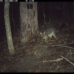Trichosurus vulpecula (Common Brushtail Possum) at Pappinbarra, NSW - 15 Oct 2024 by jonvanbeest
