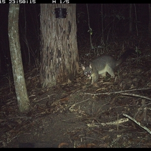 Trichosurus vulpecula (Common Brushtail Possum) at Pappinbarra, NSW - 15 Oct 2024 by jonvanbeest