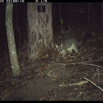Trichosurus vulpecula (Common Brushtail Possum) at Pappinbarra, NSW - 15 Oct 2024 by jonvanbeest