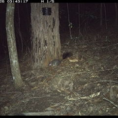 Phascogale tapoatafa (Brush-tailed Phascogale) at Pappinbarra, NSW - 26 Oct 2024 by jonvanbeest