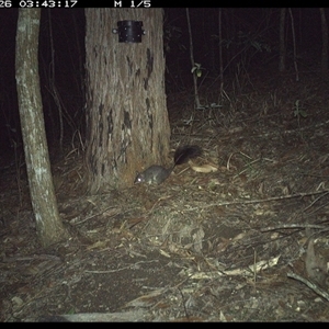Phascogale tapoatafa (Brush-tailed Phascogale) at Pappinbarra, NSW - 26 Oct 2024 by jonvanbeest