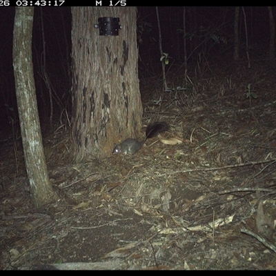 Phascogale tapoatafa (Brush-tailed Phascogale) at Pappinbarra, NSW - 26 Oct 2024 by jonvanbeest