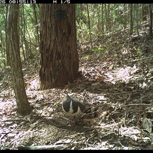 Leucosarcia melanoleuca (Wonga Pigeon) at Pappinbarra, NSW - 26 Oct 2024 by jonvanbeest