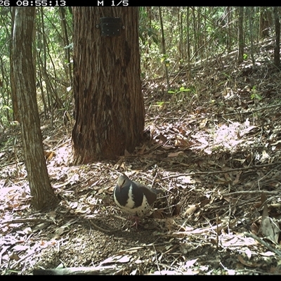 Leucosarcia melanoleuca (Wonga Pigeon) at Pappinbarra, NSW - 26 Oct 2024 by jonvanbeest