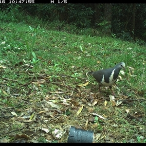 Leucosarcia melanoleuca (Wonga Pigeon) at Comboyne, NSW - 16 Oct 2024 by Akania