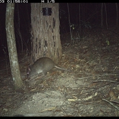 Potorous tridactylus (Long-nosed Potoroo) at Pappinbarra, NSW - 3 Nov 2024 by jonvanbeest