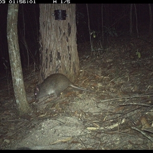Potorous tridactylus (Long-nosed Potoroo) at Pappinbarra, NSW - 3 Nov 2024 by jonvanbeest