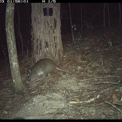 Potorous tridactylus (Long-nosed Potoroo) at Pappinbarra, NSW - 3 Nov 2024 by jonvanbeest