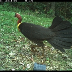 Alectura lathami (Australian Brush-turkey) at Comboyne, NSW - 21 Oct 2024 by Akania