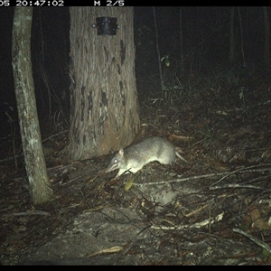 Perameles nasuta (Long-nosed Bandicoot) at Pappinbarra, NSW - 5 Nov 2024 by jonvanbeest