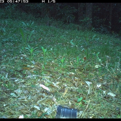 Neosericornis citreogularis (Yellow-throated Scrubwren) at Comboyne, NSW - 23 Oct 2024 by Akania