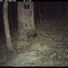 Tachyglossus aculeatus (Short-beaked Echidna) at Pappinbarra, NSW - 9 Nov 2024 by jonvanbeest