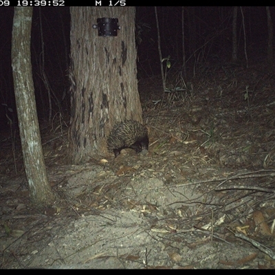 Tachyglossus aculeatus (Short-beaked Echidna) at Pappinbarra, NSW - 9 Nov 2024 by jonvanbeest