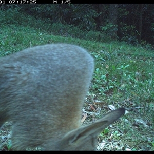 Notamacropus rufogriseus at Comboyne, NSW - 31 Oct 2024 07:17 AM