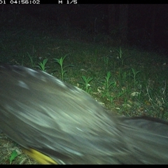 Alectura lathami (Australian Brush-turkey) at Comboyne, NSW - 1 Nov 2024 by Akania