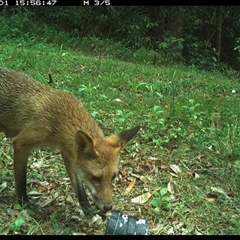 Vulpes vulpes (Red Fox) at Comboyne, NSW - 1 Nov 2024 by Akania