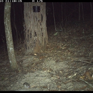 Sminthopsis murina (Common Dunnart) at Pappinbarra, NSW - 10 Nov 2024 by jonvanbeest