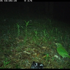 Ailuroedus crassirostris (Green Catbird) at Comboyne, NSW - 5 Nov 2024 by Akania