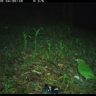Ailuroedus crassirostris (Green Catbird) at Comboyne, NSW - 5 Nov 2024 by Akania