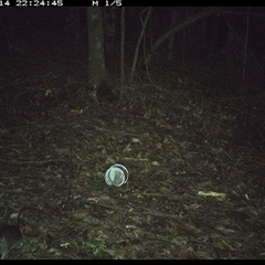 Rattus (genus) (A native or introduced Rattus species) at Comboyne, NSW - 14 Nov 2024 by Akania