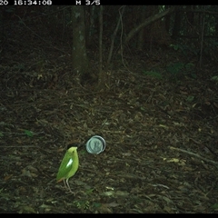 Pitta versicolor (Noisy Pitta) at Comboyne, NSW - 20 Nov 2024 by Akania