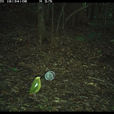 Pitta versicolor (Noisy Pitta) at Comboyne, NSW - 20 Nov 2024 by Akania