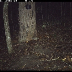 Rattus fuscipes (Bush Rat) at Pappinbarra, NSW - 11 Nov 2024 by jonvanbeest