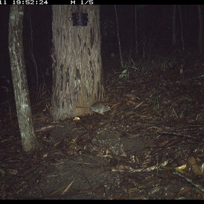 Rattus fuscipes (Bush Rat) at Pappinbarra, NSW - 11 Nov 2024 by jonvanbeest