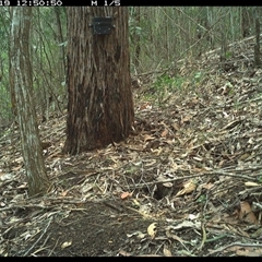Menura novaehollandiae (Superb Lyrebird) at Pappinbarra, NSW - 19 Nov 2024 by jonvanbeest