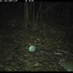 Potorous tridactylus (Long-nosed Potoroo) at Comboyne, NSW - 21 Nov 2024 by Akania