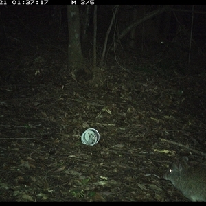 Potorous tridactylus (Long-nosed Potoroo) at Comboyne, NSW - 21 Nov 2024 by Akania