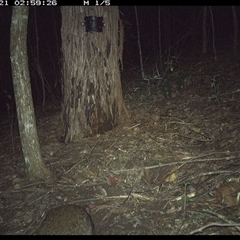 Potorous tridactylus (Long-nosed Potoroo) at Pappinbarra, NSW - 21 Nov 2024 by jonvanbeest