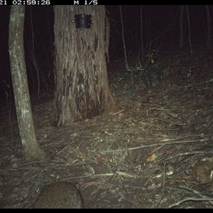 Potorous tridactylus (Long-nosed Potoroo) at Pappinbarra, NSW - 21 Nov 2024 by jonvanbeest
